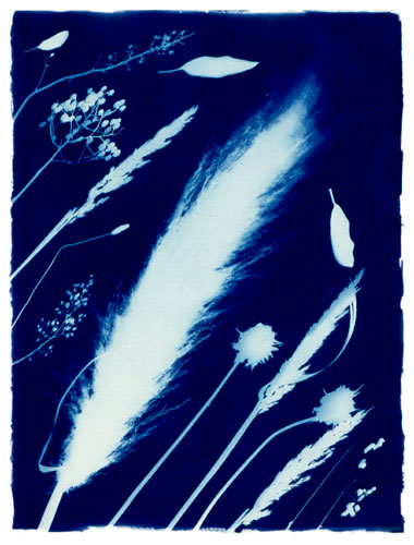 cyanotype photogram