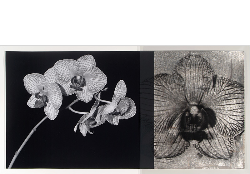 phaleonopsis photograph