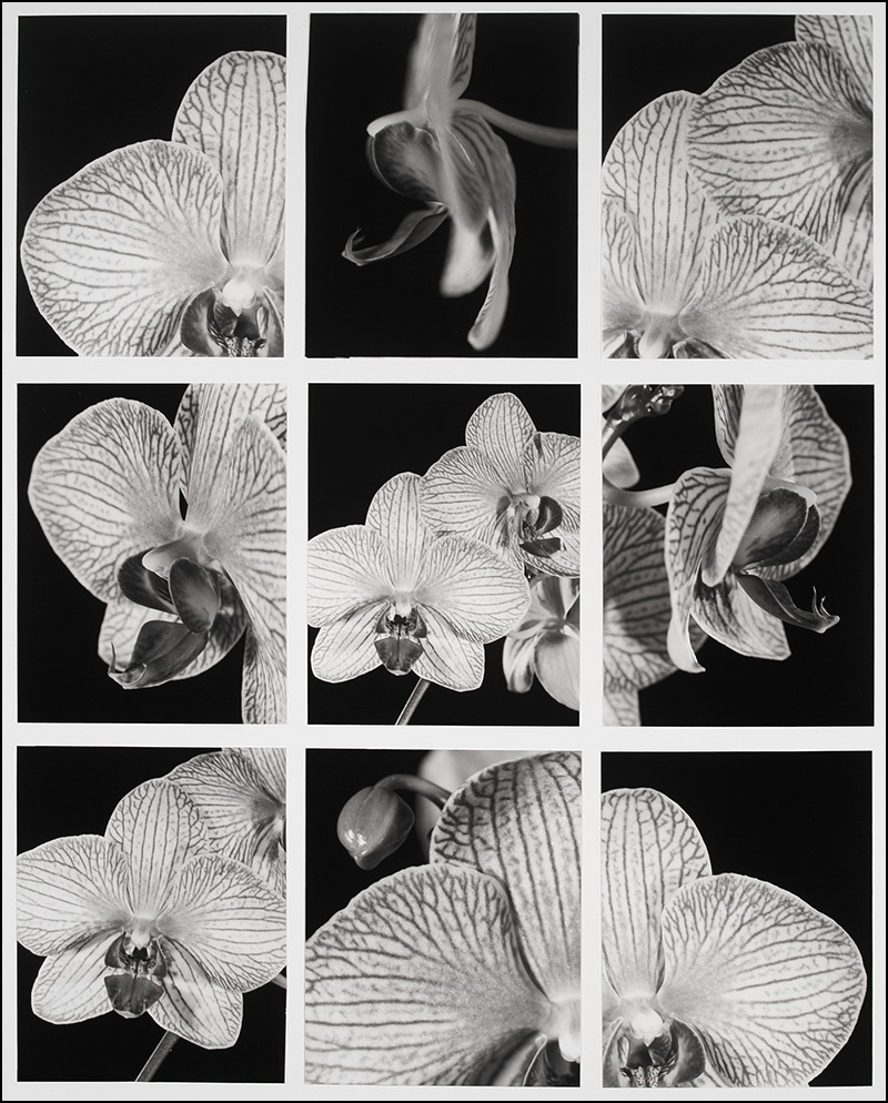 phaleonopsis orchids multi panel