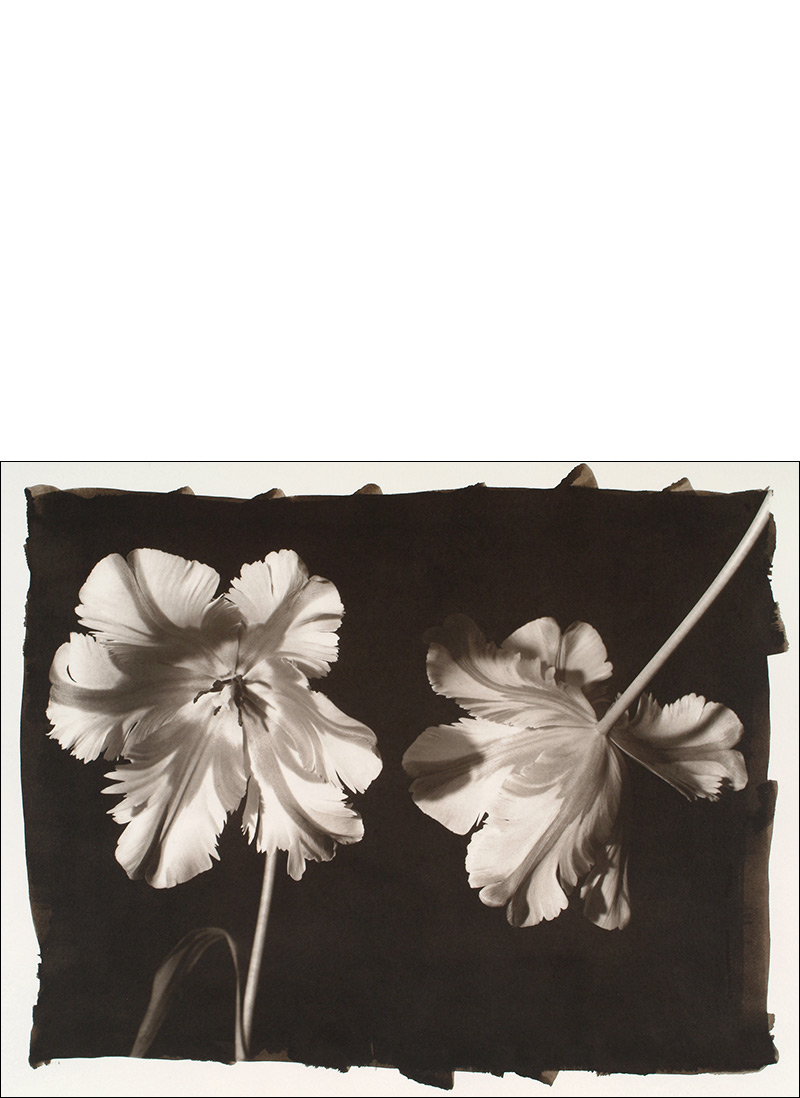 two french tulips platinum palladium photograph