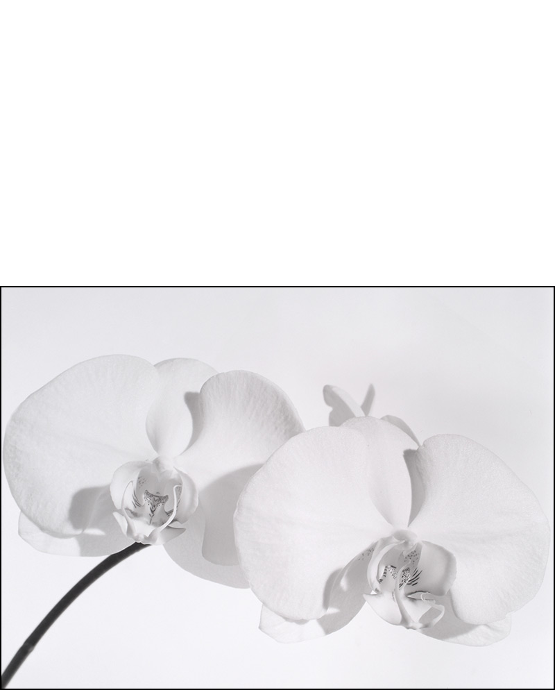 orchids silver gelatin